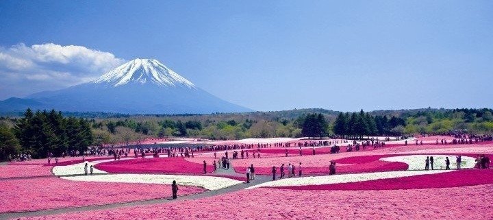 Mount Fuji - Shibazakura Festival