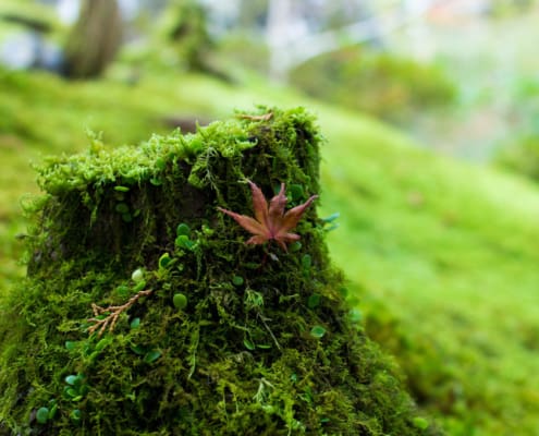 Moss, eco-friendly alternative to having grass