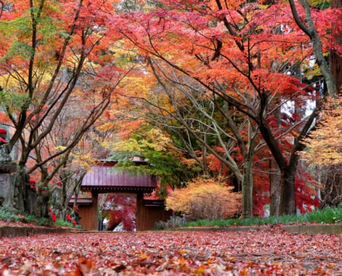 The autumnal tints of Konzo-in Temple, Tochigi
