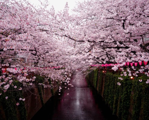 Riverside cherry blossoms at Nakameguro