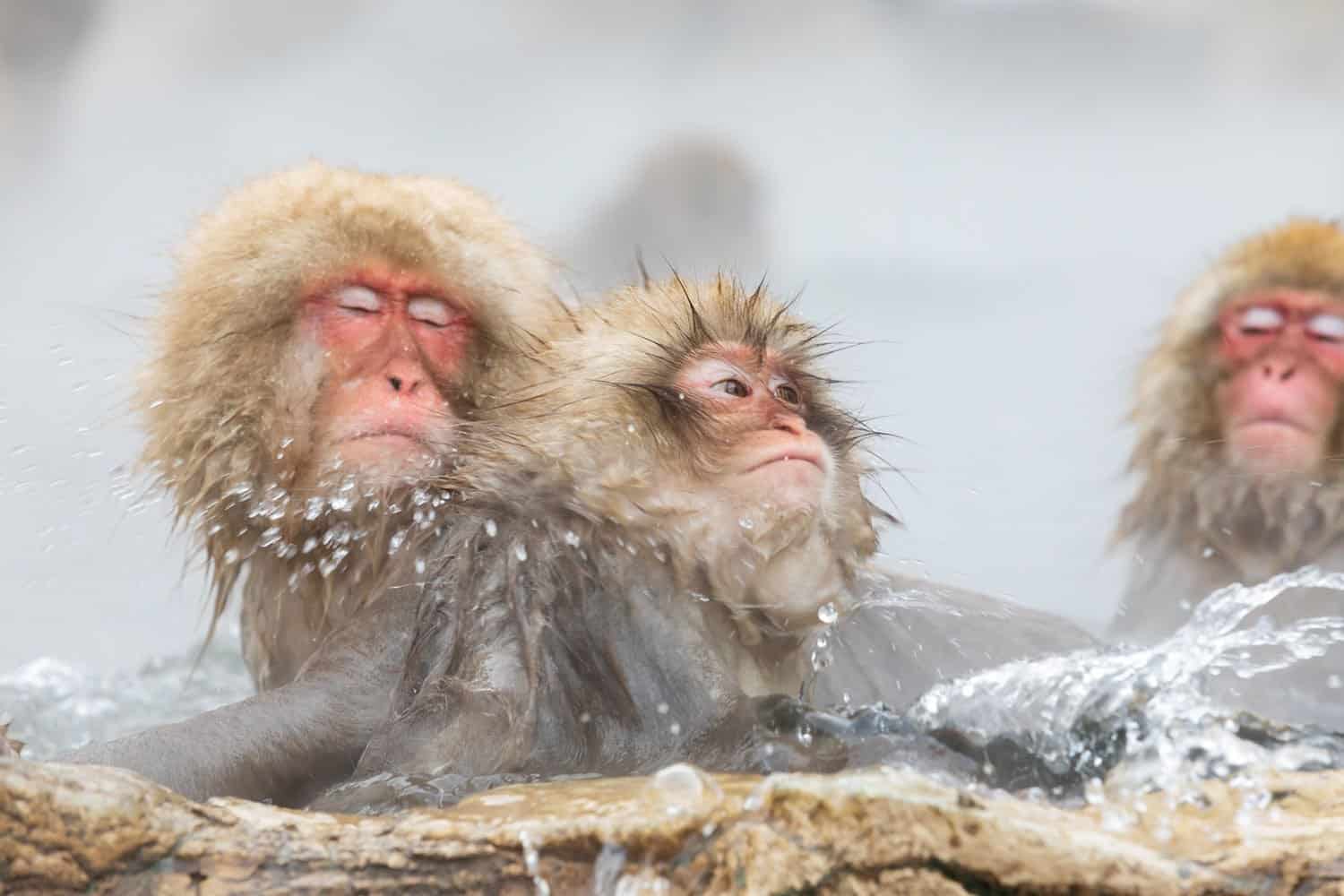 Nagano Jigokudani Spa Monkeys