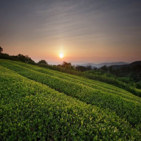 Tea field Kyoto