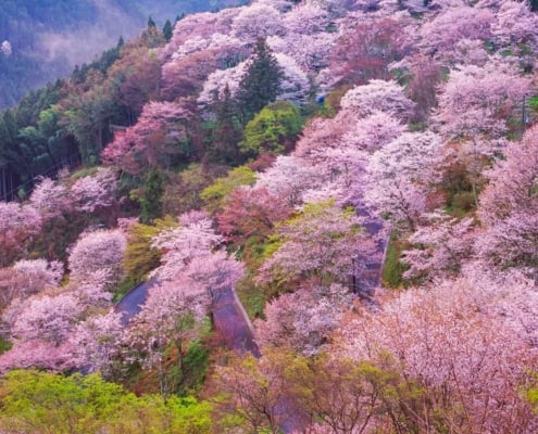 Cherry blossom season around Mount Yoshino