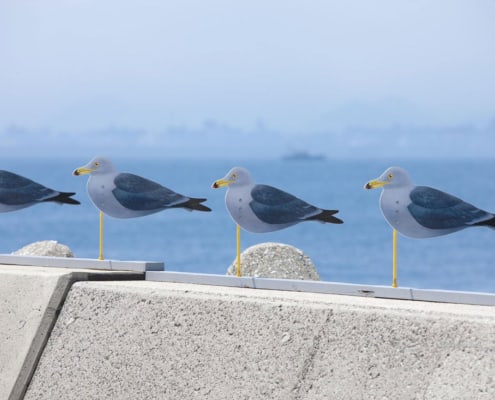 Sea Gulls Parking Lot, Takahito Kimura 2019