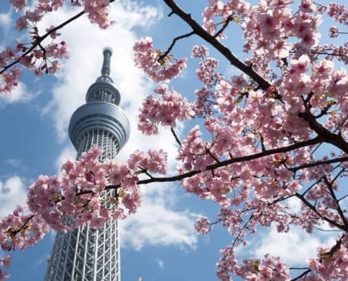 Sakura and Tokyo Skytree