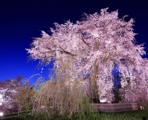 Yozakura, the illuminated cherry blossom of Kyoto Botanical Garden