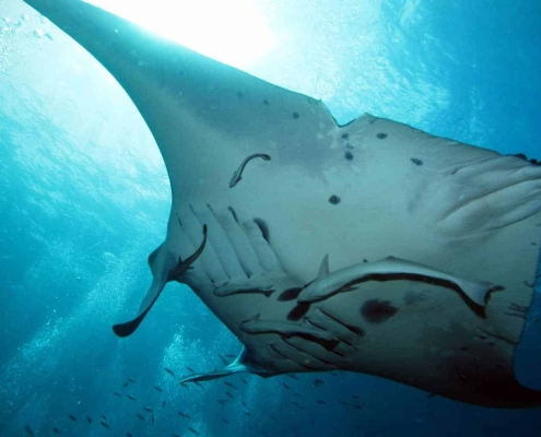 Diving with Manta Rays