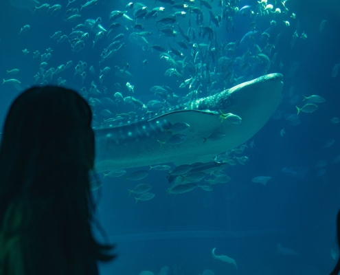 Osaka Aquarium Kaiyukan