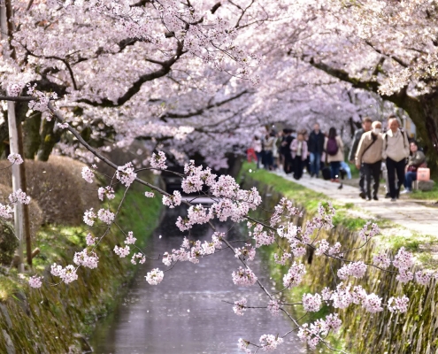 Philosopher's Path, Kyoto